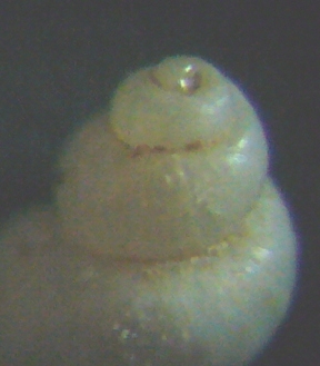 Liostomia mamoi